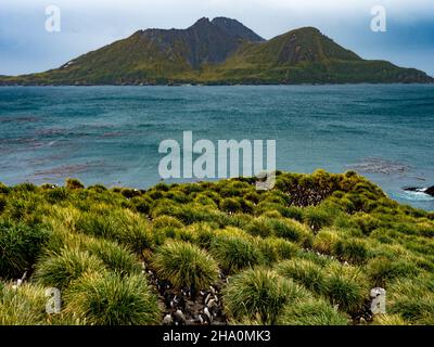 Makkaroni-Pinguin, Eudytes chrysolophus, brütet in Cooper Bay, South Georgia Island Stockfoto