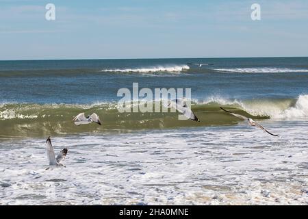 Möwen fliegen am Strand entlang in Nags Head, North Carolina. Stockfoto