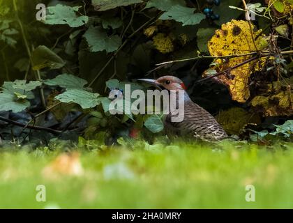 Nahaufnahme eines nördlichen Flackers, der auf dem Gras läuft Stockfoto