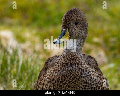 South Georgia Pintail, Anas georgica, eine Art, die sich nach der Ausrottung von nicht-einheimischen Ratten auf der Insel South Georgia erholt Stockfoto