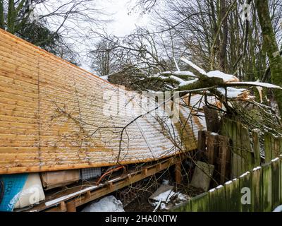 Bäume, die von Storm Arwen auf einen großen Schuppen in Ambleside, Lake District, Großbritannien, geblasen wurden. Stockfoto