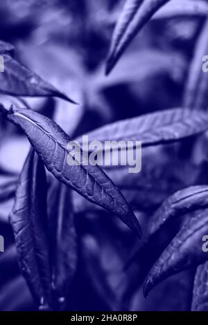 Abstrakte Blätter Hintergrund farbig in sehr Peri - Farbe des Jahres 2022 Stockfoto