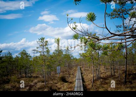 Straße zum estnischen Moor im April Stockfoto