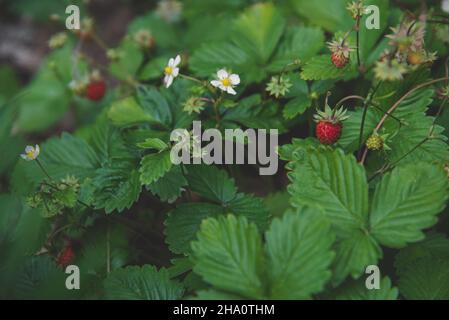 Wilde Erdbeere in einem dunklen Wald Stockfoto