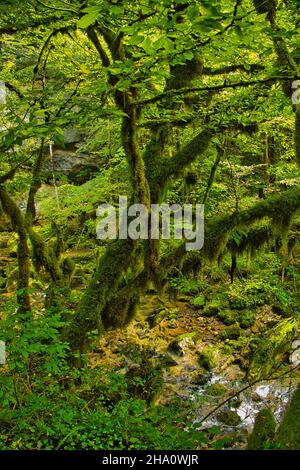 Märchenwald im französischen Jura. Moosbewachsene Bäume im dichten Wald der Gorges de l'Abîme, Saint-Claude, Jura, Frankreich Stockfoto