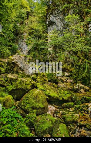 Riesige moosbewachsene Felsbrocken im Märchenwald der Gorges de l'Abîme, Saint-Claude, Jura, Frankreich, eine tiefe, Enge stark bewaldete Schlucht Stockfoto