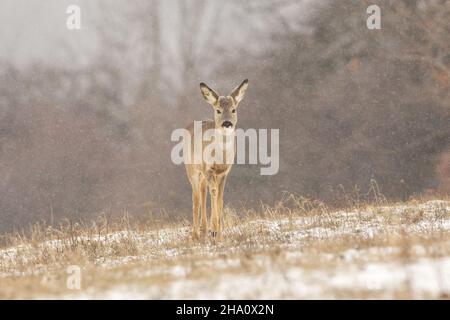 Rehe-Weibchen nähern sich im Schnee auf der verschneiten Weide Stockfoto