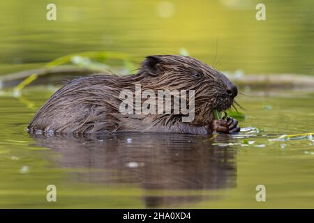 Eurasischer Biber beißt im Frühjahr Blätter in grünem Wasser Stockfoto