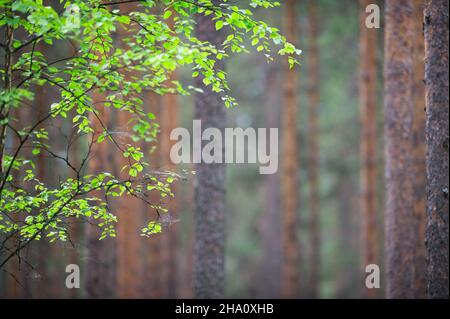 Birke (Betula pendula) Äste vor Kiefernwald Hintergrund. Geringe Schärfentiefe. Stockfoto