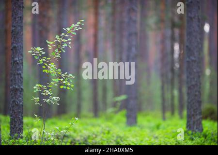 Junge einsame Espe (Populus tremula) im schottischen Kiefernwald. Geringe Schärfentiefe. Stockfoto