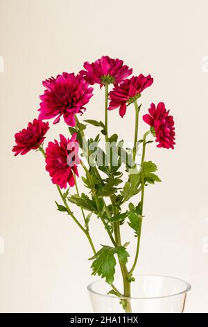 Magenta-rote Chrysanthemen in einer Vase Stockfoto