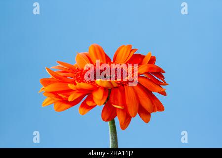 Die orangefarbene Gerbera Germini-Blume wird vor blauem Hintergrund in Nahaufnahme dargestellt Stockfoto