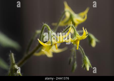 Bild der Blumen einer Tomatenpflanze mit Kirschtomate und dunklem Hintergrund Stockfoto