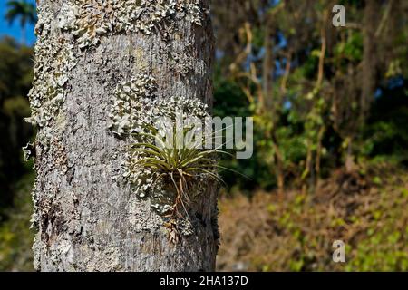 Epiphytische Pflanze am Baumstamm (Tillandsia stricta) Stockfoto