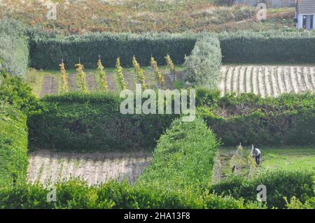 Schmale Felder mit schützenden pitisporum-Hecken auf St. Martin, einer Insel auf den Inseln des Scilly-Archipels, Cornwall.UK Stockfoto