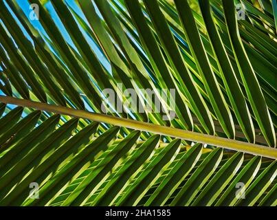 Kokospalmenblatt (Cocos nucifera) Stockfoto