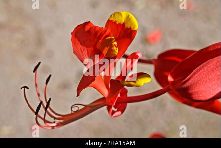 Stolz auf Burma Blume (Amherstia nobilis) Stockfoto