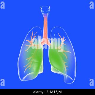 Transparente anatomische 3D Darstellung der Lunge. Bild mit hellen Farben auf blauem Hintergrund. Stockfoto