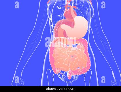 Anatomische 3D Darstellung des Verdauungssystems. Transparentes Innere des menschlichen Körpers mit den inneren Organen auf blauem Hintergrund. Stockfoto