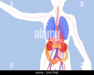 Anatomische 3D Darstellung des Verdauungssystems. Transparentes Innere des menschlichen Körpers mit flachen Farben, die die inneren Organe zeigen. Stockfoto
