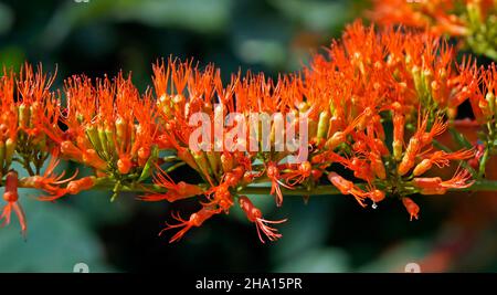 Weinrebe der orangen Flamme oder Chamäleonrebe (Combretum coccineum) Stockfoto