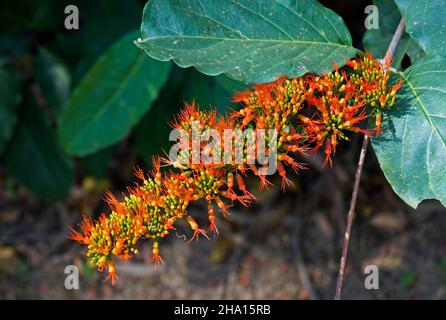 Weinrebe der orangen Flamme oder Chamäleonrebe (Combretum coccineum) Stockfoto