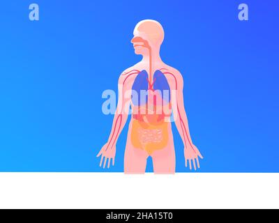 Anatomische 3D Darstellung der inneren Organe. Flaches Bild von vorne auf der Silhouette des menschlichen Körpers. Auf blauem Hintergrund abgeschnitten. Stockfoto