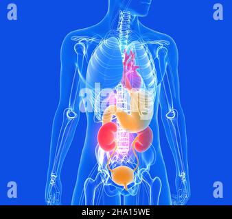 Anatomische 3D Abbildung des menschlichen Körpers aus transparentem Glas. Zeigt die inneren Organe mit leuchtenden Farben. Auf blauem Hintergrund. Stockfoto