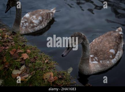 Cygnets im midlands-Kanal Stockfoto