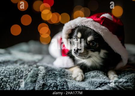 Chihuahua in Santa hat auf Bokeh Hintergrund Stockfoto