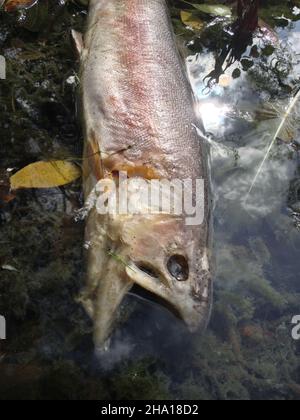 Nahaufnahme eines toten Fisches, der auf der Wasseroberfläche des Flusses schwimmt, verschmutzter und vergifteter giftiger See, Konzept der Umweltverschmutzung und Wasserverschmutzung in der Industrie. Stockfoto