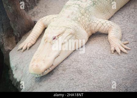 Albino American Alligator an der California Academy of Sciences, San Francisco Stockfoto