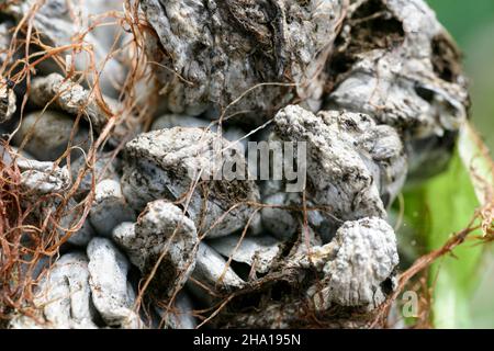 Blasenschmierungen manifestieren sich in Form von pathologischen Neoplasmen galls usarium moniliforme Synonym von F. verticillioides. Fusarium auf dem Cob ist die häufigste Erkrankung an den Ohren. Stockfoto