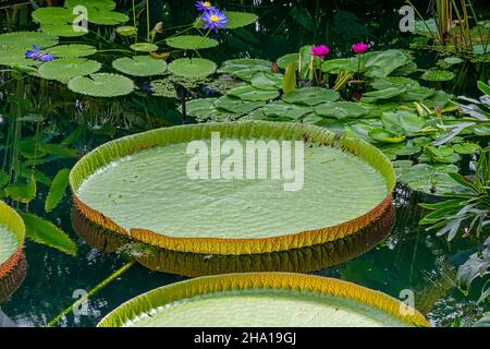 Victoria cruziana Wasserlilie Pflanze mit riesigen Blättern Stockfoto