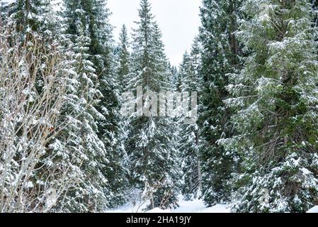 Verschneite Pinien in den Bergen im Winter Stockfoto