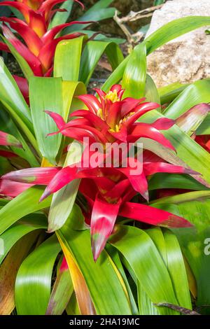 Nahaufnahme einer getufteten Luftanlage Guzmania wittmackii bromeliad (Sorte Guzmania) Stockfoto