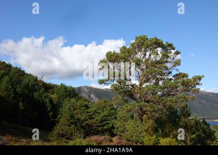 Norwegen - Landschaft bei Nordrevik und Vadheim / Norwegen - Landschaft bei Nordrevik und Vadheim / Stockfoto