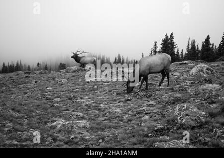 Graustufen-Aufnahme von Hirschen mit Geweihen auf einem Feld Stockfoto