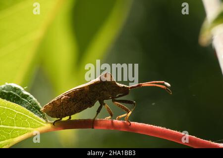 Wanzen sind Insekten und gehören zur Ordnung der Schnabelwanzen. Von den weltweit rund 40.000 bekannten Arten leben etwa 3000 in Europa. Stockfoto