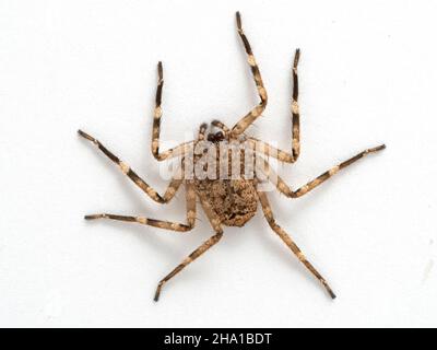 Flattie-Spinne (Selenops rediatus) aus Nordafrika, ruht auf einer weißen Wand mit gespreizten Beinen. Isoliert Stockfoto