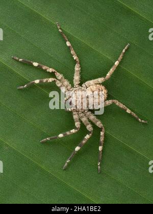 Langbeinige Flattie-Spinne (Selenops rediatus) aus Nordafrika, auf einem Bananenblatt. Vertikal Stockfoto