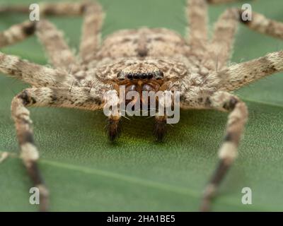 Nahaufnahme des Gesichts einer Plattspinne (Selenops rediatus) aus Nordafrika, die auf einem Bananenblatt ruht Stockfoto