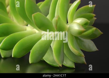 Fraktales Muster aus Stamm und fleischigen Blättern von sukkkkulenten Echeveria Nahaufnahme Topfpflanze im Innenbereich auf dunklem Glashintergrund. Stockfoto