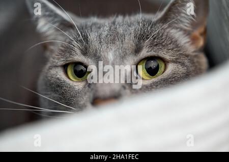 Augen einer grauen gestromten Katze Stockfoto