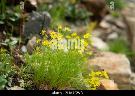 Ein gelber Bergsaxifrage (Saxifraga aizoides) in den italienischen Alpen, bewölktes Wetter im Sommer Stockfoto