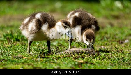 Nahaufnahme einer entzückenden ägyptischen Gänseküken auf einer Wiese Stockfoto