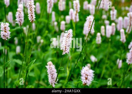 Botanische Sammlung, junge grüne Blätter und rosa Blüten von Heilpflanzen Bistorta officinalis oder Persicaria bistorta), bekannt als Bistort, Snakeroo Stockfoto