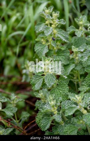 Botanische Sammlung, Marrubim vulgare Heilpflanze wächst im Garten Stockfoto