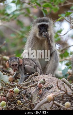 Vervet Affe füttert in einem Baum im Kruger Nationalpark, Südafrika Stockfoto