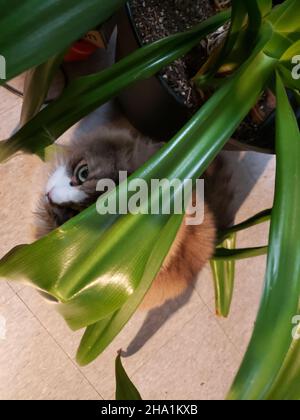 Süße Ragamuffin Katze unter einem großen Haus Pflanze Stockfoto